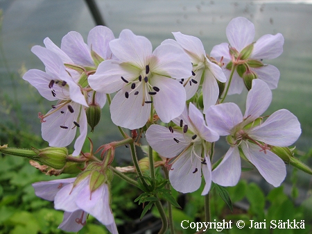 Geranium pratense 'Silver Queen', kylkurjenpolvi